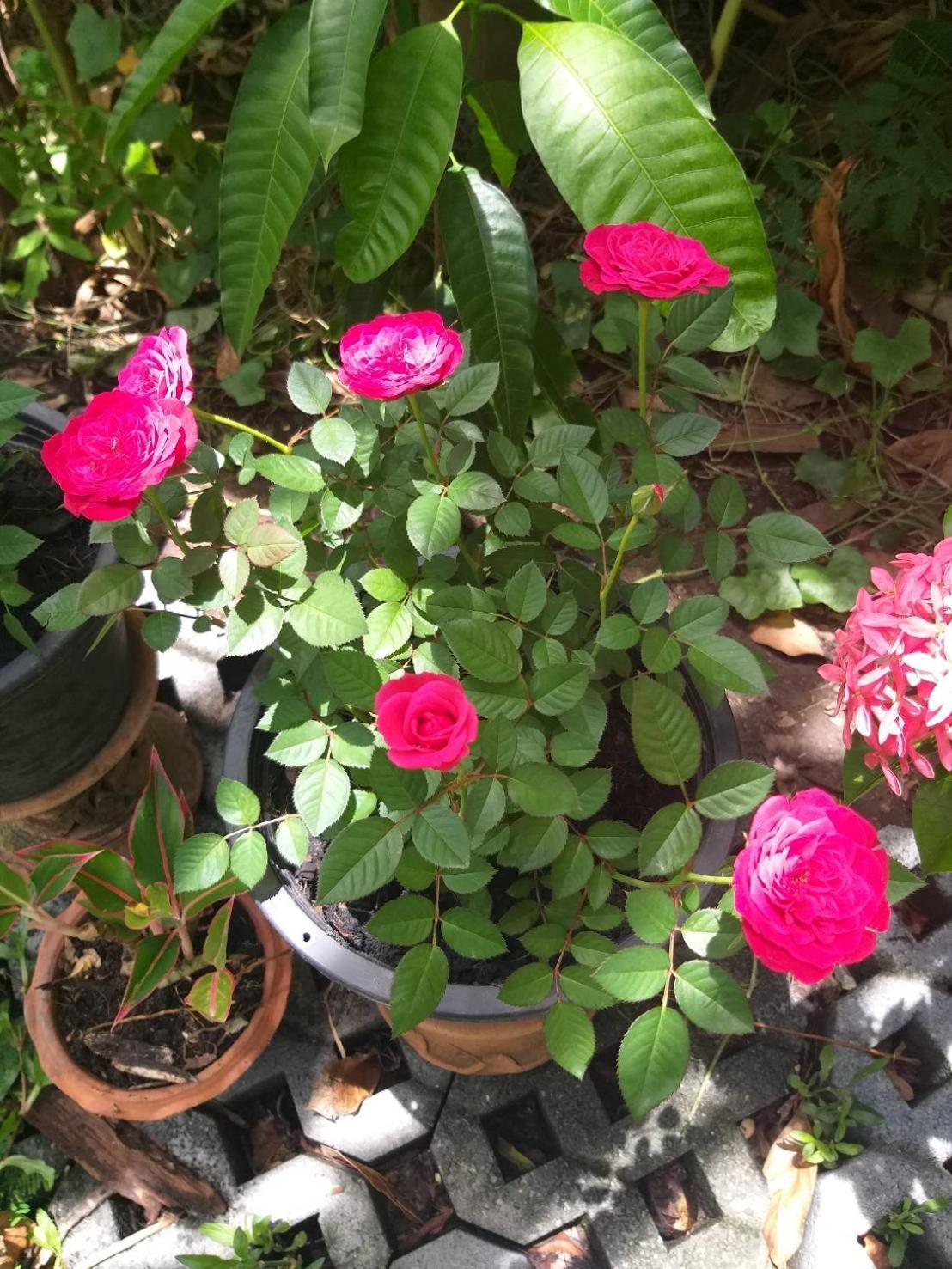 Young And Beautiful בית הארחה בנגקוק