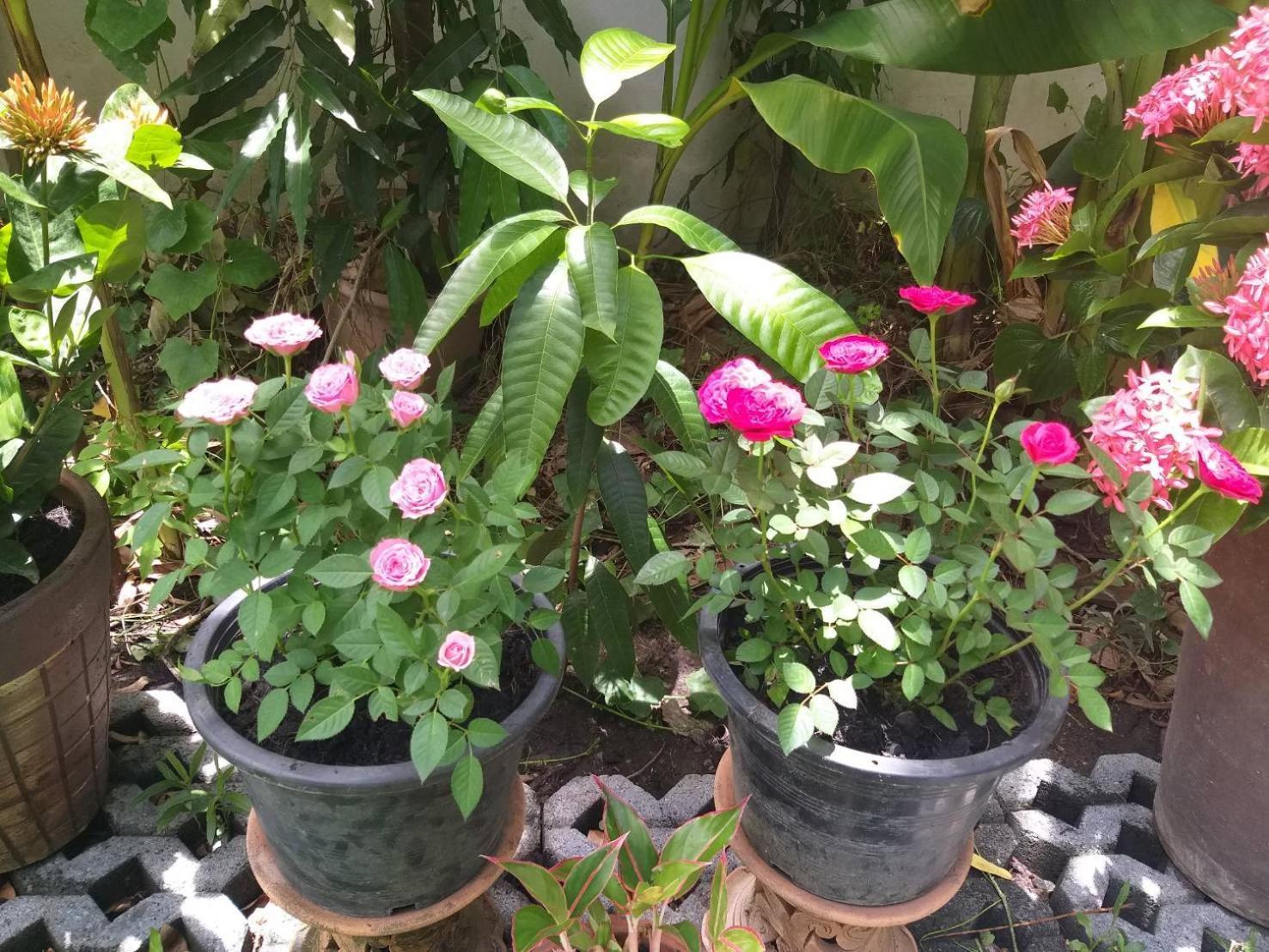 गेस्ट हाउस Young And Beautiful Bangkok